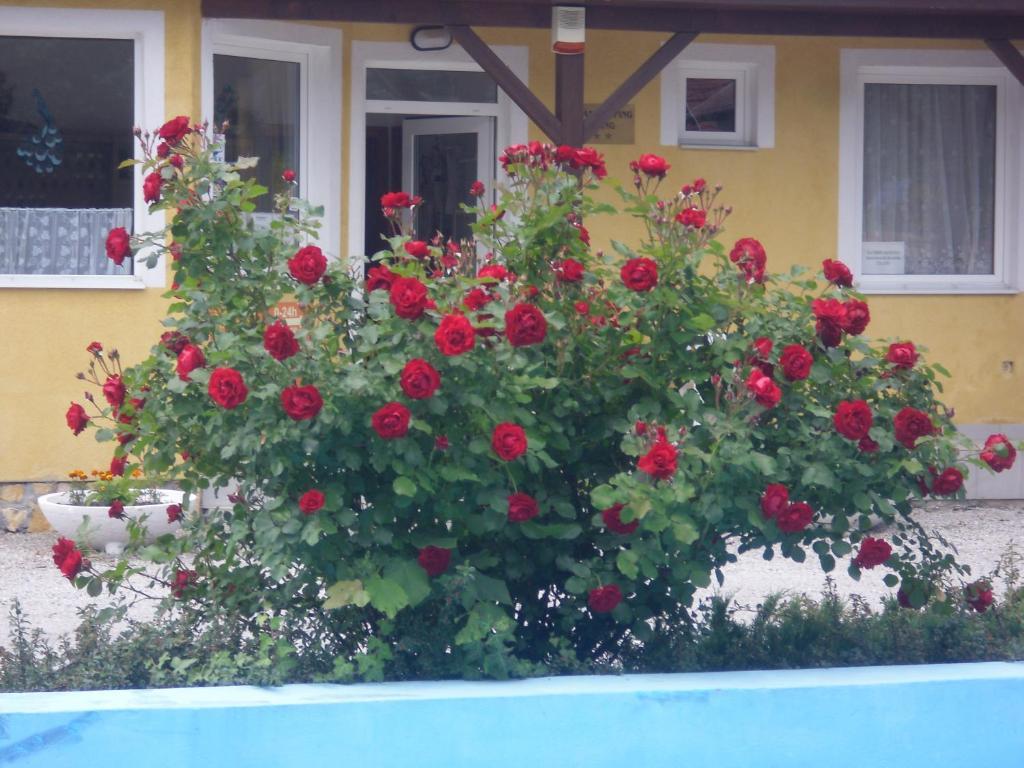 Tulipan Bungalow Camping Resort Gyenesdias Ngoại thất bức ảnh